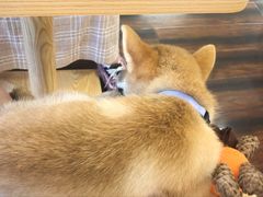 -豆柴町-柴犬主题狗咖(红鼎国际C座店)