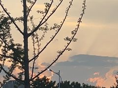 -野芷湖(地铁站)