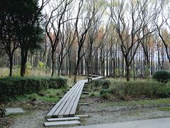 -昆山城市生态森林公园