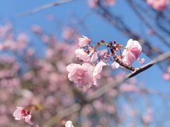 -天适樱花悠乐园