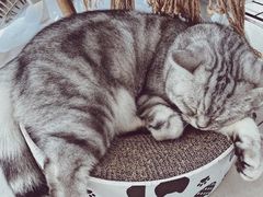 -平行世界·猫咖(首经贸店)