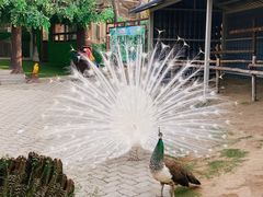 -西霞口神雕山野生动物世界