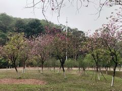 -火炉山森林公园