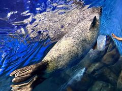 -上海海洋水族馆