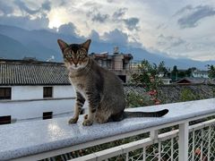 -喵屿·大理花园猫咖