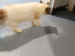 -猫色咖啡·猫咖