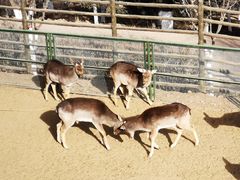 -青藏高原野生动物园