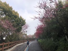 -杭州半山国家森林公园