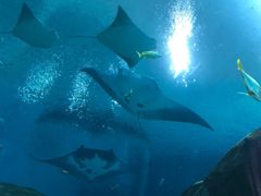 -西雅图水族馆