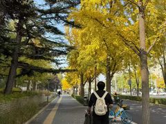 -三里屯东五街银杏大道
