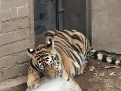 -西霞口神雕山野生动物世界