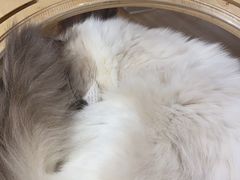 -滚猫咖啡·猫咖·猫友好撸猫(未来城店)