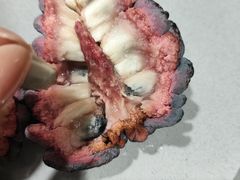 -三亚新鸿港水果一级批发市场