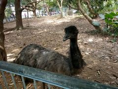 -广东茂名森林公园