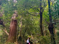 -天目山大树王景区