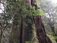 -阿里山神木遗迹