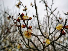 -香雪海