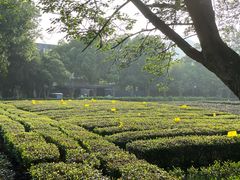 -九里云松·天香餐厅