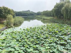 -大兴滨河森林公园