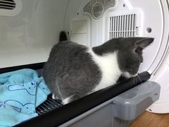 -谐和益家动物医院·免疫绝育·血液透析·宠保定点医院(高新伊藤分院)