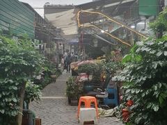 -曲阳花鸟市场(曲阳路店)