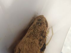禾生家糍粑-禾生粑粑坊(陕西路店)