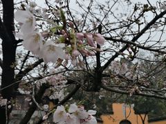 -名轩·中餐厅(南京玄武湖假日酒店)
