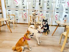 -柴迷FANS CLUB·柴犬狗咖·猫咖