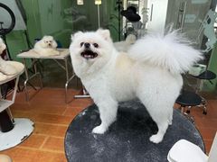 -鑫艺宠物美容培训学校