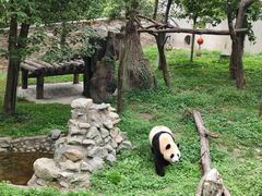 -卧龙中华大熊猫苑神树坪基地