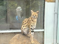 -西霞口神雕山野生动物世界