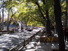 -三里屯东五街银杏大道