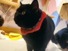 -滚猫咖啡·猫咖·猫友好撸猫(未来城店)