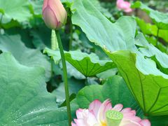 -陈家山荷花公园