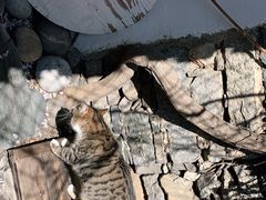 -喵屿·大理花园猫咖