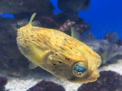 -烟台海昌鲸鲨海洋公园