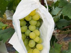 -马陆小张葡萄园农家乐