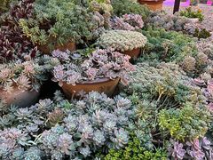 -山菌美食苑(振兴路店)