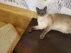 -滚猫咖啡·猫咖·猫友好撸猫(未来城店)