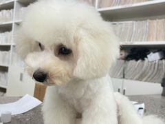 -爱侣宠医·鹦鹉专科·小型哺乳类·异宠专科(灵石路店)