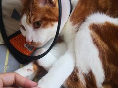 -芭比堂宠物医院·全科爱猫医院·仁德分院