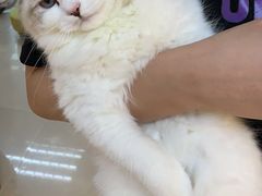 -lincat·猫舍(广州店)