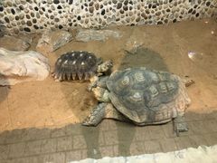 -上海大自然野生昆虫馆(东方明珠·爬宠昆虫探索中心)