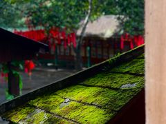 -西双版纳原始森林公园