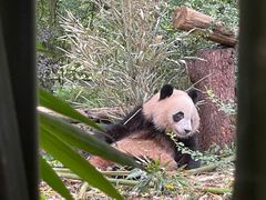 -成都大熊猫繁育研究基地-熊猫厨房