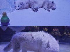 -海合安成都极地海洋公园