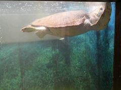 -九府羊·鲜羊火锅·烤串(新华路店)