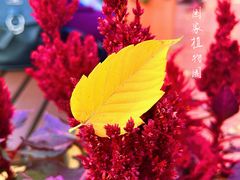 -国家植物园