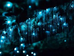 -怀托摩萤火虫洞