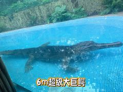 -广州长隆飞鸟乐园